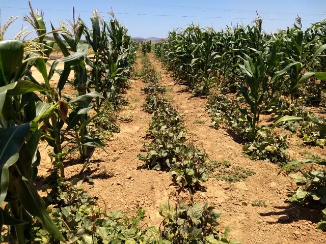 Agricultores do Estado começam a receber o Garantia-Safra