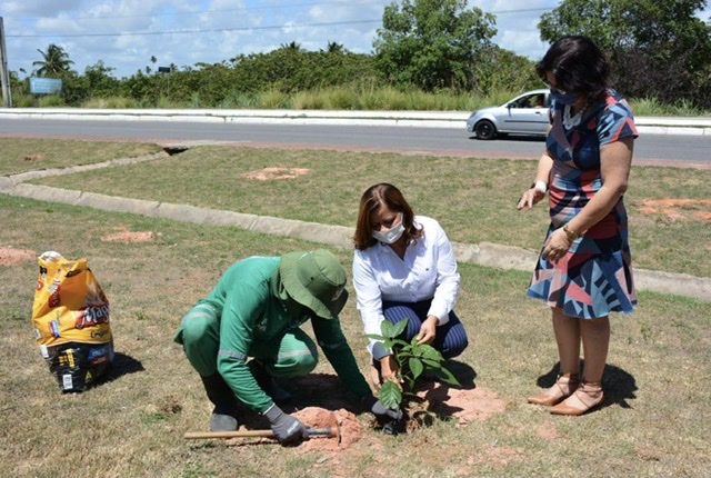 Prefeitura do Ipojuca lança projeto de plantio em Porto de Galinhas