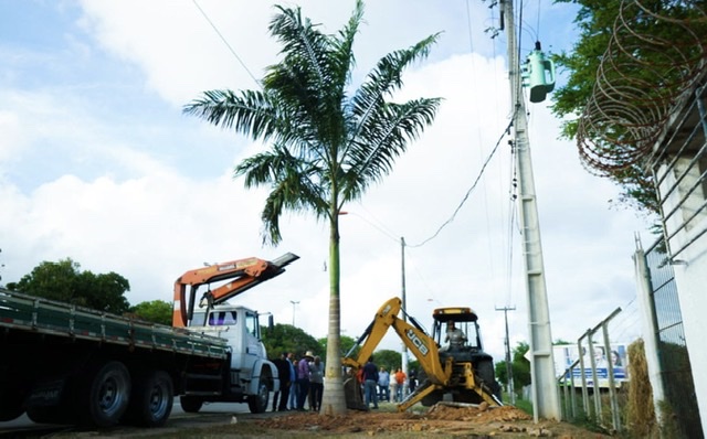 Requalificação da entrada de Olinda inicia com plantação de palmeiras