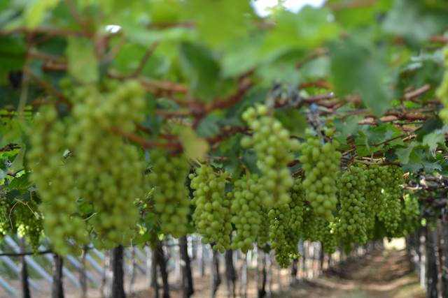 Petrolina se destaca em geração empregos no mês de março