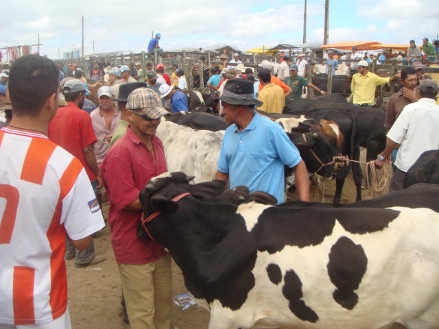 Feiras agropecuárias e vaquejadas liberadas em Pernambuco