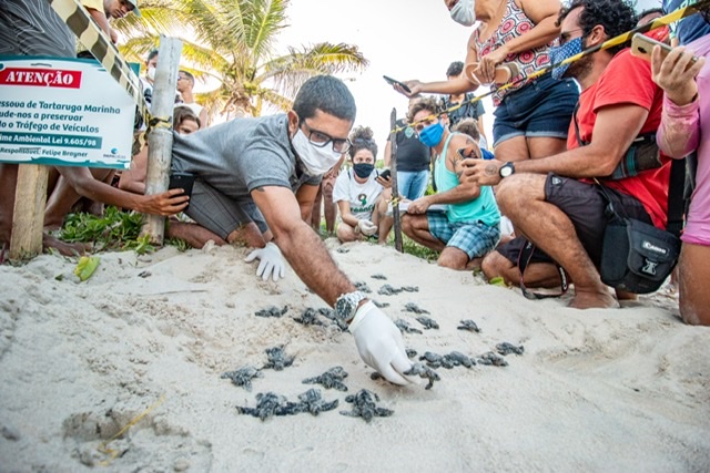 100 tartarugas-cabeçuda nascem em Enseada dos Corais