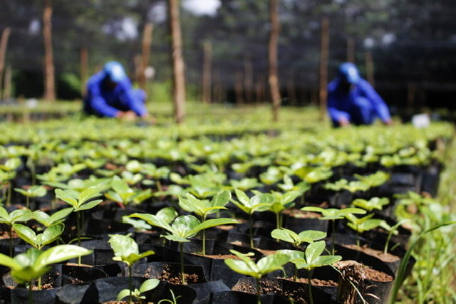 Suape lança projetos para celebrar a Semana do Meio Ambiente