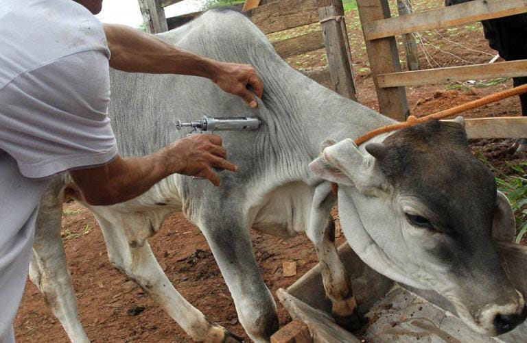 Caruaru inicia campanha de vacinação contra a Febre Aftosa