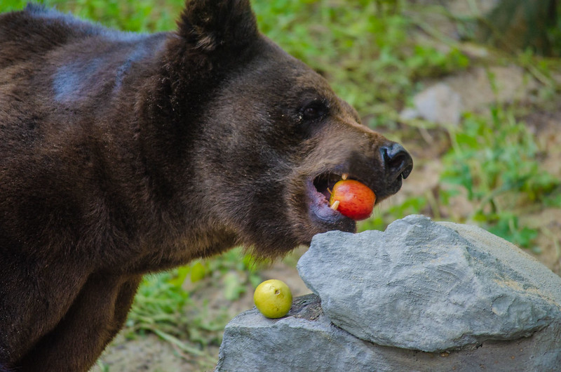 Parque de Dois Irmãos lamenta morte de urso Zé Colmeia