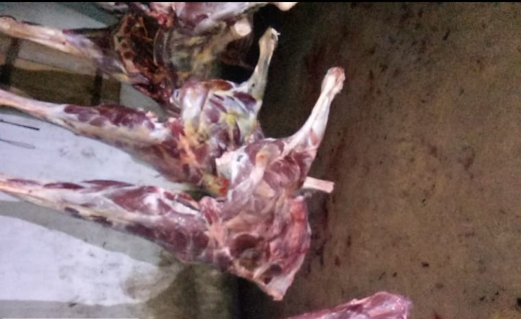 Quatro toneladas de carne de cavalo são apreendidas em Limoeiro