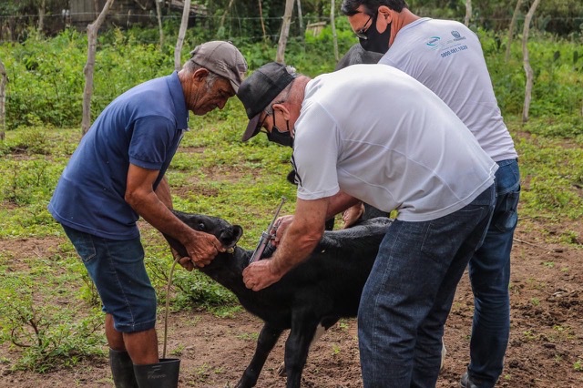 Em Caruaru, vacinação contra febre aftosa encerra na segunda (31)