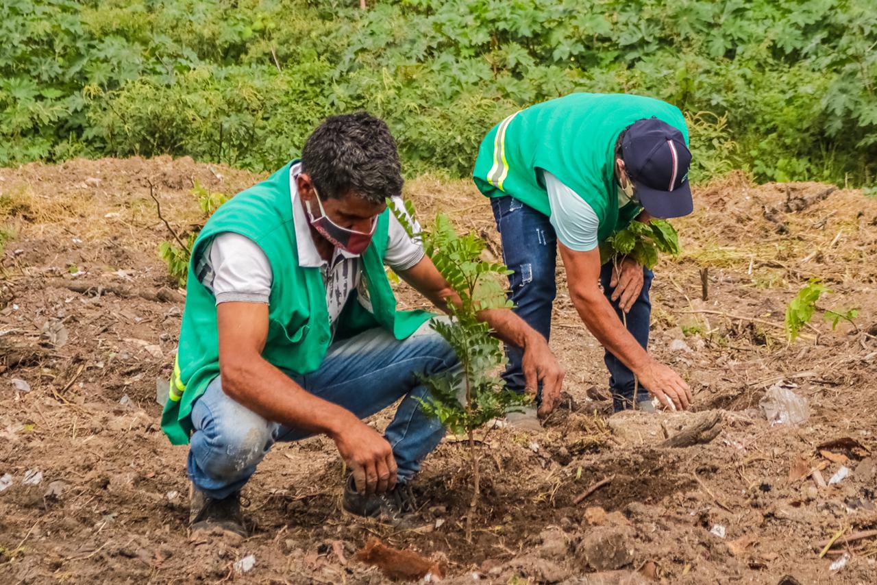 Áreas verdes de Caruaru recebem 1.500 novas árvores