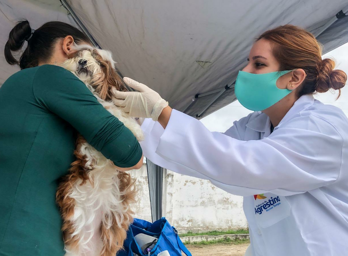 Prefeitura de Agrestina oferece atendimento veterinário gratuito