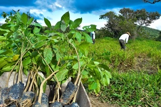 3 mil mudas de árvores são plantadas em Serra dos Cavalos
