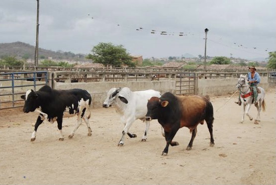 Caruaru não realizará Feira de Gado no dia 2 de novembro