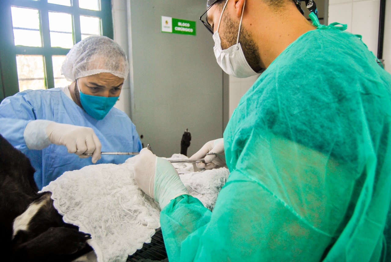 AME Animal Caruaru chega a 12 mil castrações