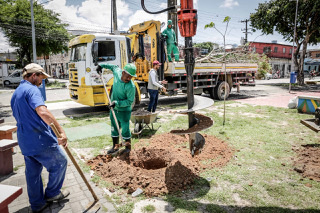 Recife inova em sistema de plantio de árvores