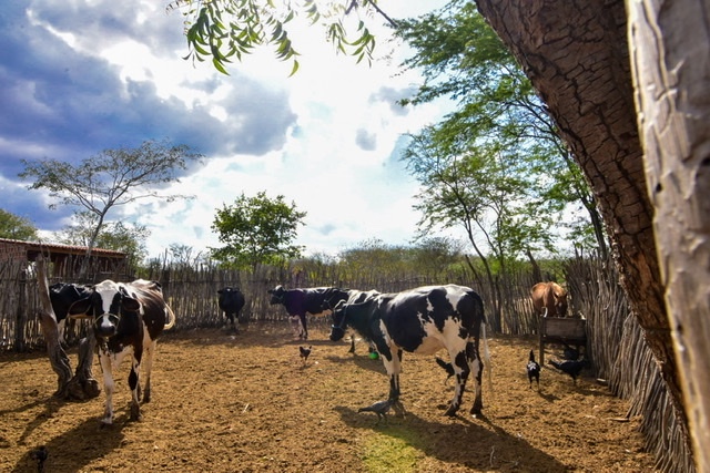 Caruaru decreta situação de emergência por 180 dias