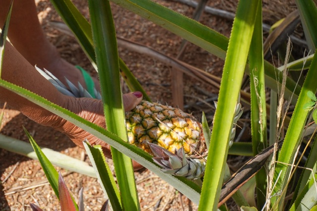 Inscrições do Garantia-Safra são prorrogadas em Caruaru