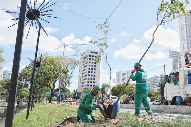 Recife ganha selo internacional da ONU de “Cidade Árvore do Mundo”