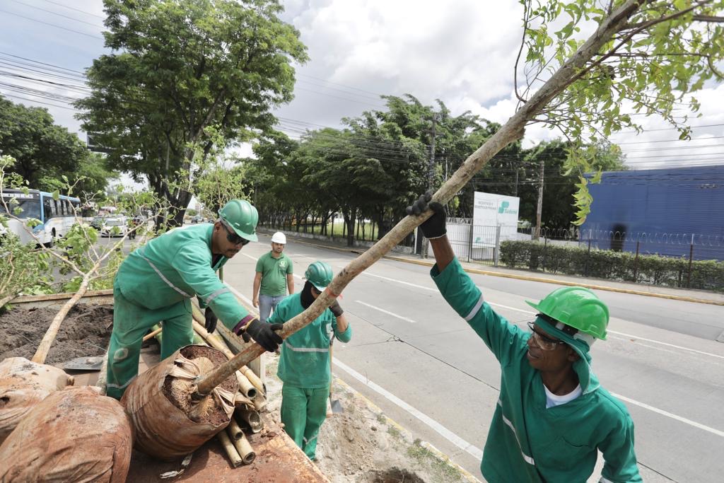 Programa Via Jardim contempla Avenida Recife com 100 árvores