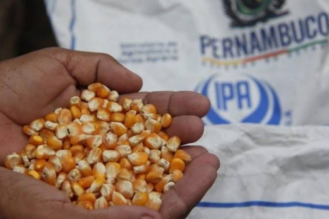 Declaração do IPA encerra polêmica sobre o caso das sementes de milho em Santa Cruz