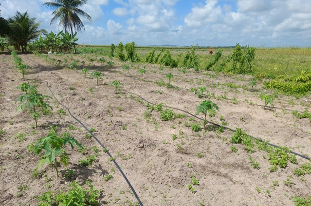 Codevasf investe R$ 1,5 milhão em tecnologia de irrigação em PE 