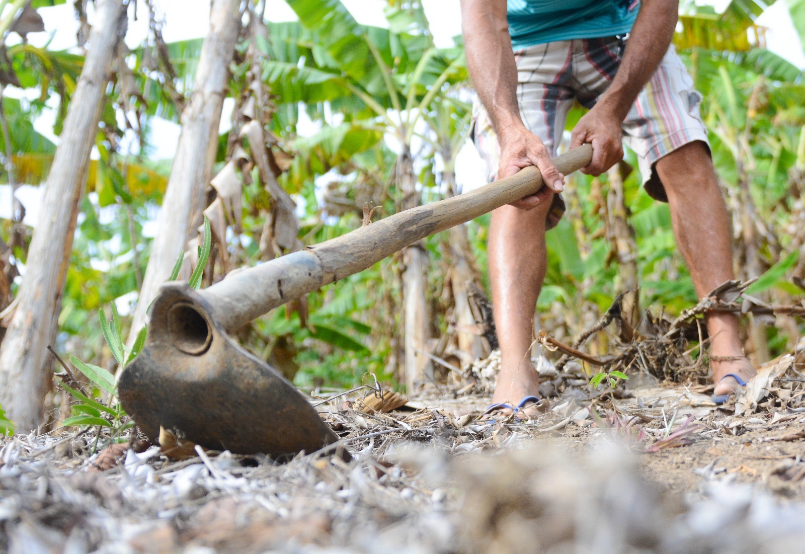 BNB soma R＄ 1,7 bilhão em investimentos voltados para cadeias produtivas