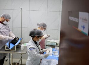 Prefeitura de Gravatá realiza mutirão de castração de felinos