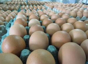 Consumo de ovos cresce e impulsiona setor avícola, diz ETENE 