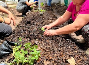 Território Agroecológico do Hospital da Mulher do Recife completa um ano 